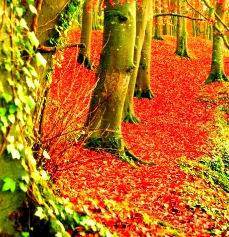 Autumn Forest, Dublin, Ireland