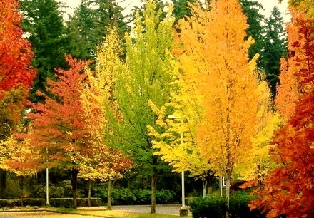 Autumn Colors, Oregon