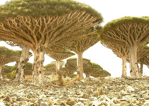 by jan_vandorpe on Flickr.Dracaena cinnabari, the Socotra Dragon Tree, Socotra archipelago in the Indian Ocean.