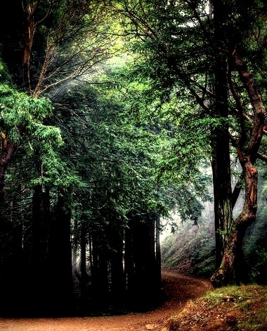 Mystical Forest, Mill Valley, California