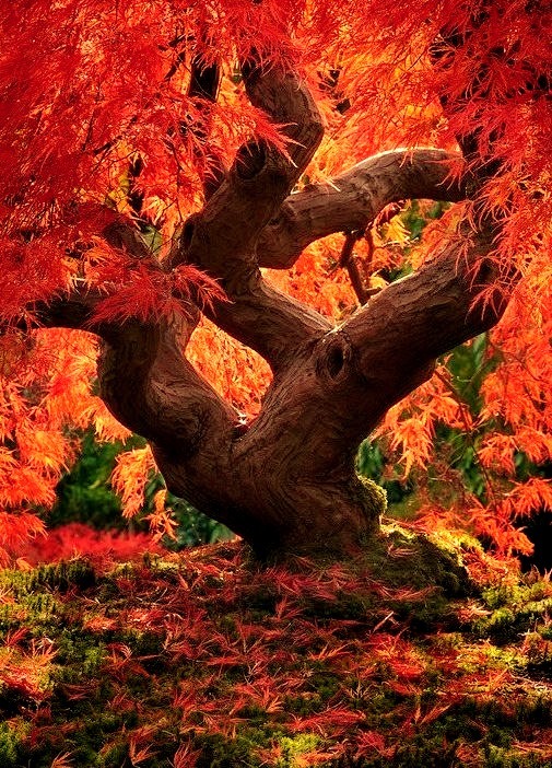 Dragon Tree, Japanese Garden, Portland, Oregon