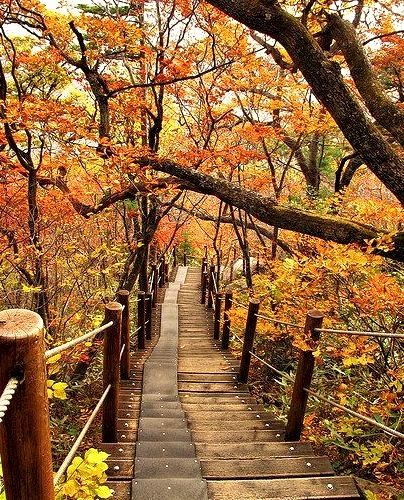 Fall colors on the path to Baemsagol valley in Jirisan National Park, South Korea