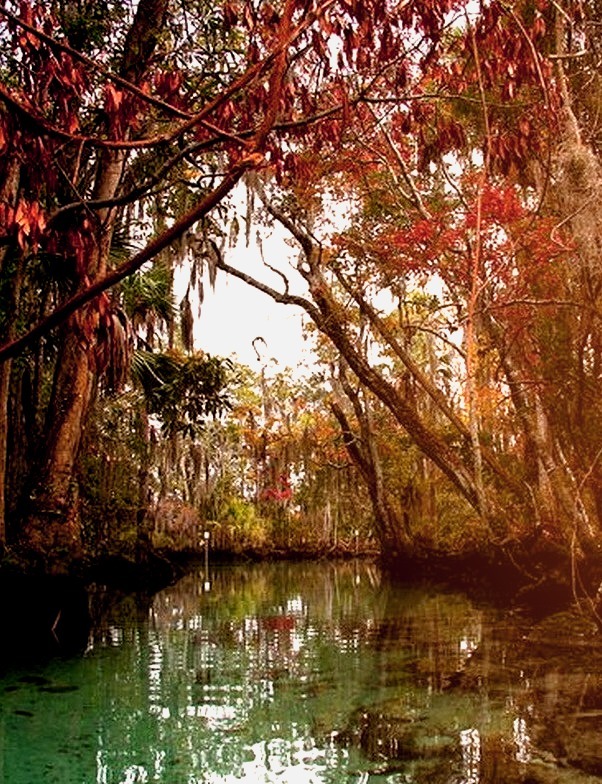 Fall colors along the Three Sisters Spring in Florida, USA