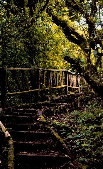 Hiking trail in Mombacho Cloud Forest, Nicaragua